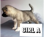Small Photo #16 Akita-Alaskan Husky Mix Puppy For Sale in LEXINGTON, KY, USA