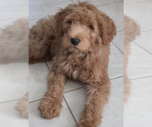 Medium Photo #1 Goldendoodle Puppy For Sale in SPRING, TX, USA