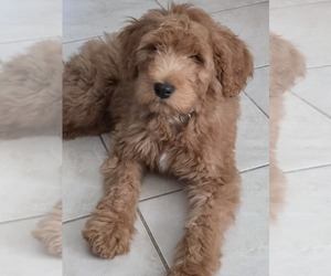 Father of the Goldendoodle puppies born on 03/08/2026