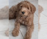 Small Photo #1 Goldendoodle Puppy For Sale in SPRING, TX, USA