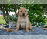 Small Photo #14 Golden Retriever Puppy For Sale in WOLCOTTVILLE, IN, USA