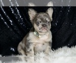 Puppy Zero AKC French Bulldog