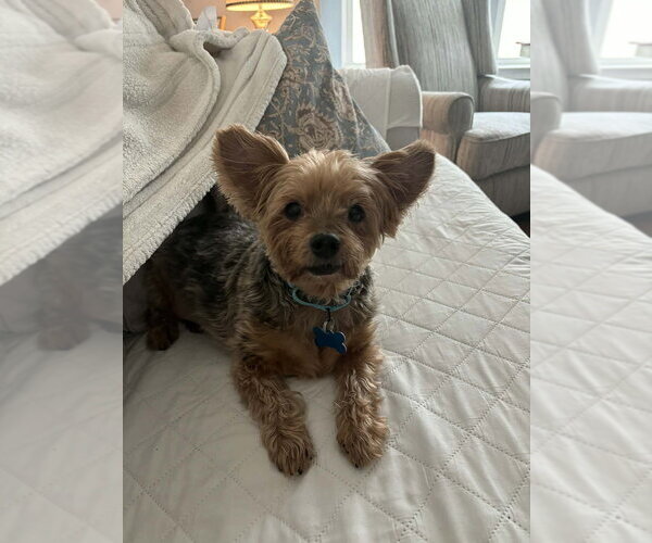 Medium Photo #2 Mutt Puppy For Sale in Springdale, PA, USA