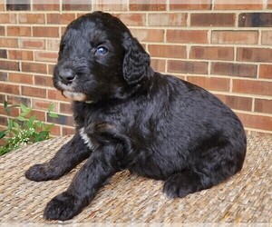 Aussiedoodle Puppy for sale in COLUMBIA, TN, USA