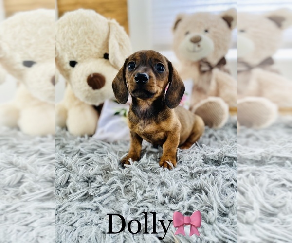 Medium Photo #6 Dachshund Puppy For Sale in COOKEVILLE, TN, USA