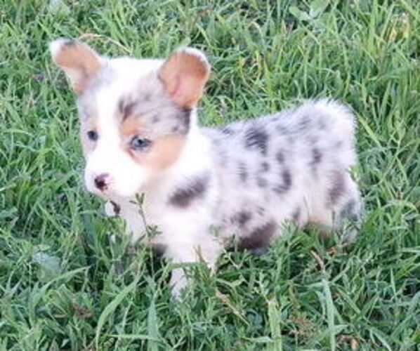 Medium Photo #1 Pembroke Welsh Corgi Puppy For Sale in MILTON, WI, USA