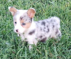 Pembroke Welsh Corgi Puppy for Sale in MILTON, Wisconsin USA