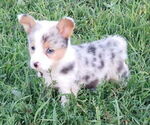Small Pembroke Welsh Corgi