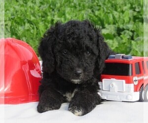 Miniature Bernedoodle Puppy for sale in HANCOCK, MN, USA