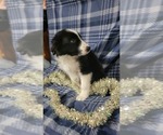 Small Photo #6 Border Collie Puppy For Sale in OWEN, WI, USA
