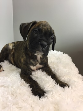 Medium Photo #6 Boxer Puppy For Sale in BECKS MILLS, OH, USA