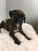 Small Photo #6 Boxer Puppy For Sale in BECKS MILLS, OH, USA
