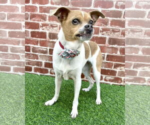 Boston Huahua Dogs for adoption in Corona, CA, USA