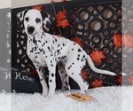 Small #2 Dalmatian