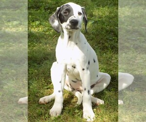 Dalmatian Puppy for sale in ITHACA, NY, USA