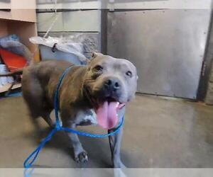 Mutt Dogs for adoption in Tulsa, OK, USA