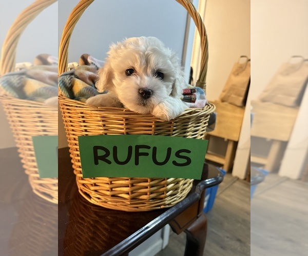 Medium Photo #7 Zuchon Puppy For Sale in RICHLANDS, NC, USA