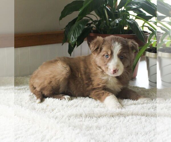 Medium Photo #5 Border Collie Puppy For Sale in MANHEIM, PA, USA