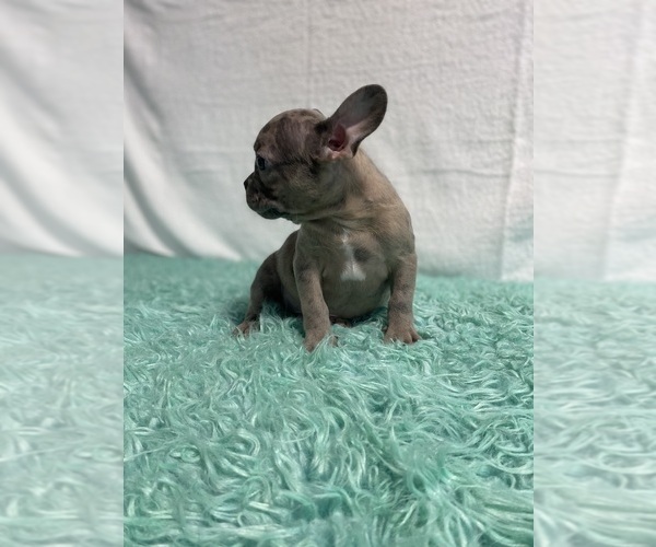 Medium Photo #9 French Bulldog Puppy For Sale in CHESAPEAKE, VA, USA