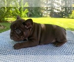 Small Photo #23 French Bulldog Puppy For Sale in BREMEN, IN, USA