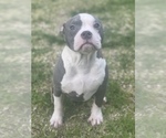 Small Photo #2 American Bully Puppy For Sale in BAKERSFIELD, CA, USA