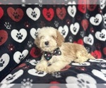 Small #7 Cockapoo