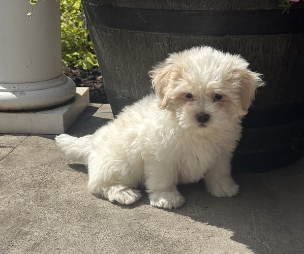Medium Photo #4 Zuchon Puppy For Sale in CANOGA, NY, USA