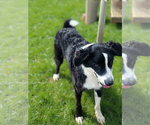 Small #4 Border Collie Mix
