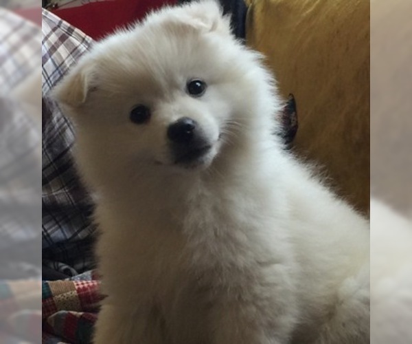 Medium Photo #1 American Eskimo Dog Puppy For Sale in SHINGLE SPRINGS, CA, USA