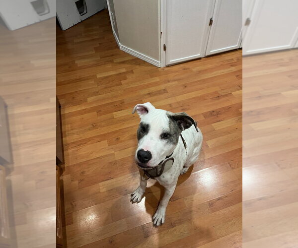 Medium Photo #1 Mutt Puppy For Sale in Minneapolis, MN, USA