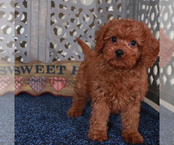Medium Photo #2 Cavapoo Puppy For Sale in MOUNT VERNON, OH, USA