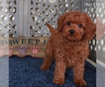 Small #1 Cavapoo