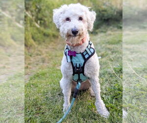Maltese-Unknown Mix Dogs for adoption in Corona, CA, USA