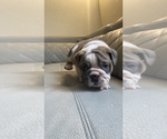 Small Photo #3 English Bulldog Puppy For Sale in CLEVELAND, NC, USA