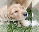 Small Photo #2 Golden Retriever Puppy For Sale in BELFAIR, WA, USA