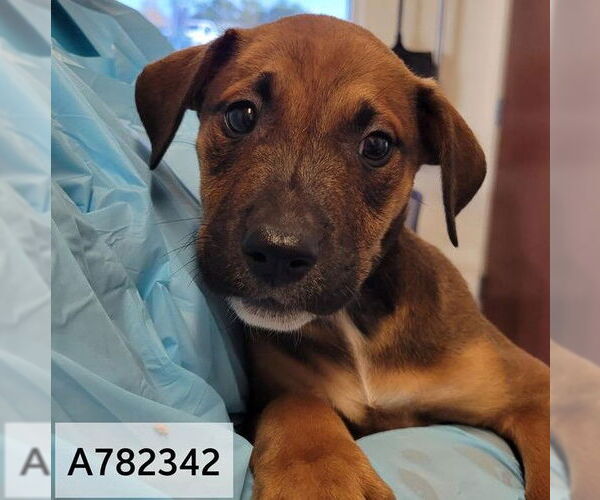 Medium Photo #2 American Staffordshire Terrier-Unknown Mix Puppy For Sale in San Antonio, TX, USA