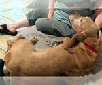 Small #1 Basset Hound