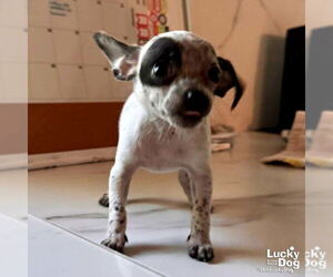 Chihuahua-Unknown Mix Dogs for adoption in Washington, DC, USA