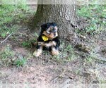 Small Photo #5 Yorkshire Terrier Puppy For Sale in NICHOLSON, GA, USA