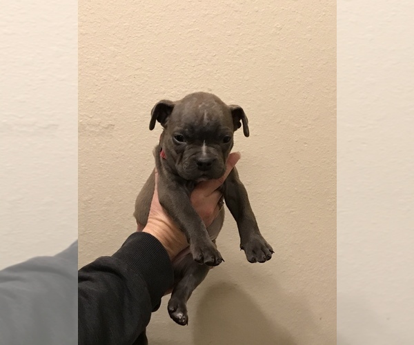 Medium Photo #16 American Bully Puppy For Sale in LOVELAND, CO, USA
