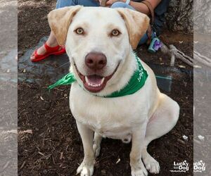 Labrador Retriever-Retriever  Mix Dogs for adoption in Washington, DC, USA