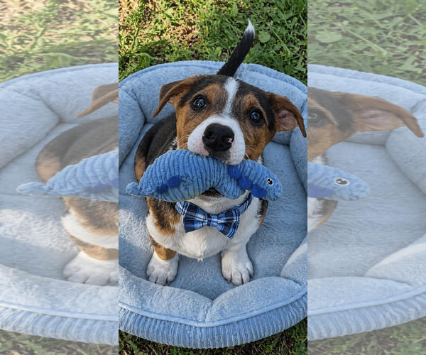 Medium Photo #2 Beagle-Unknown Mix Puppy For Sale in Mt. Laurel, NJ, USA