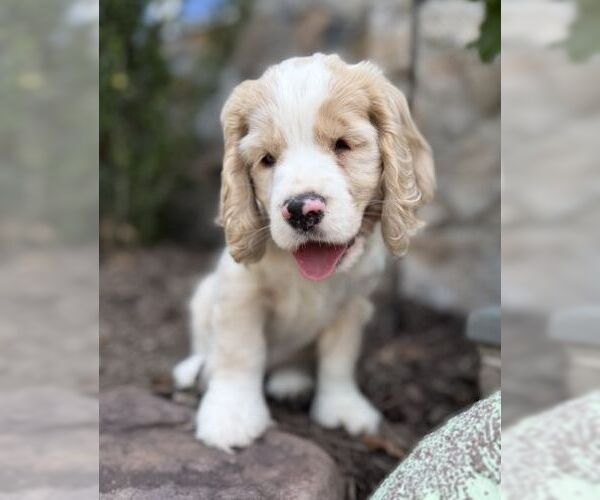 Medium Photo #2 Cocker Spaniel Puppy For Sale in Arlington, VA, USA