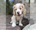 Small #1 Cocker Spaniel