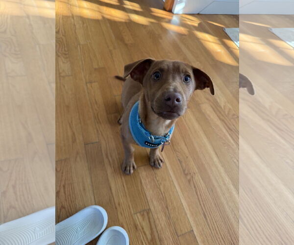 Medium Photo #6 Dachshund-Vizsla Mix Puppy For Sale in Wakefield, RI, USA