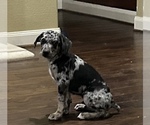Small Photo #11 Catahoula Leopard Dog Puppy For Sale in SPRING, TX, USA