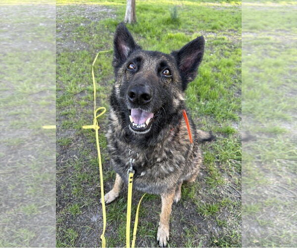Medium Photo #1 German Shepherd Dog-Unknown Mix Puppy For Sale in La Grange , NC, USA