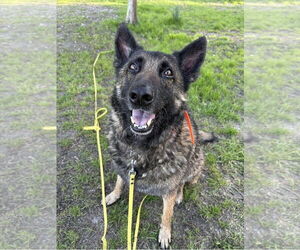 German Shepherd Dog-Unknown Mix Dogs for adoption in La Grange , NC, USA