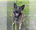Small German Shepherd Dog Mix