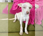 Small #8 Chihuahua Mix